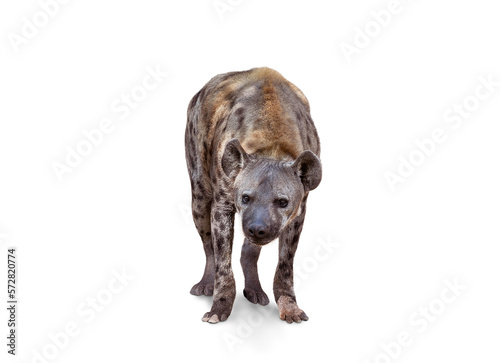 The Spotted hyena isolated on White Background. Genus crocuta. Africa. A hyena facing the camera.