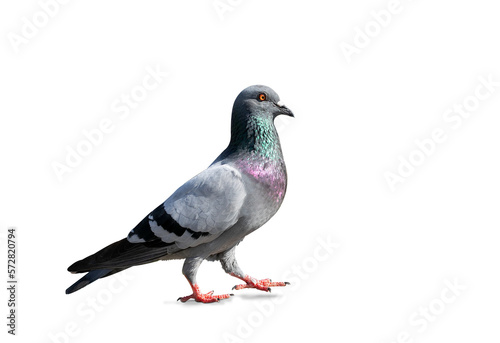 The sportsman flying on a paraglider. isolated on transparent background with clipping path. Beautiful pigeon with clipping path and alpha channel. for both printing and web pages. 
