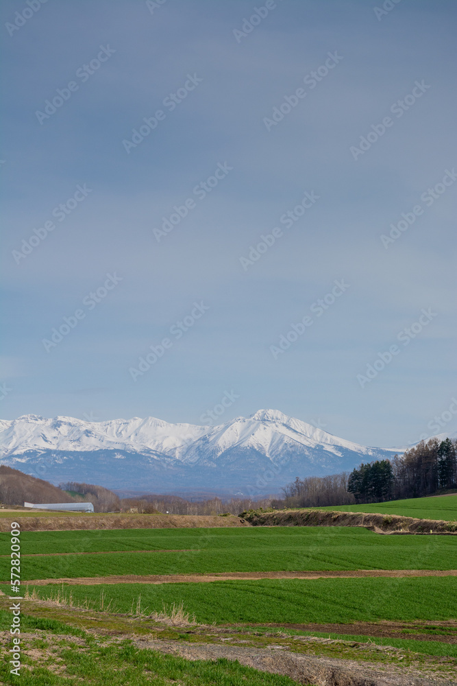 Fototapeta premium 春の緑のムギ畑と雪山 十勝岳連峰 