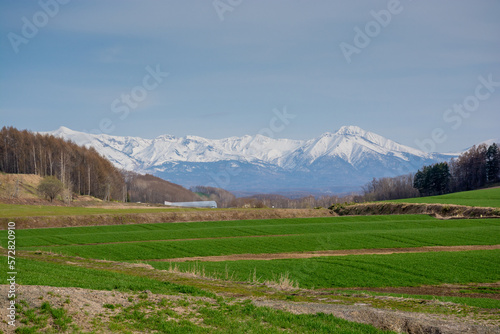 春の緑のムギ畑と雪山 十勝岳連峰 