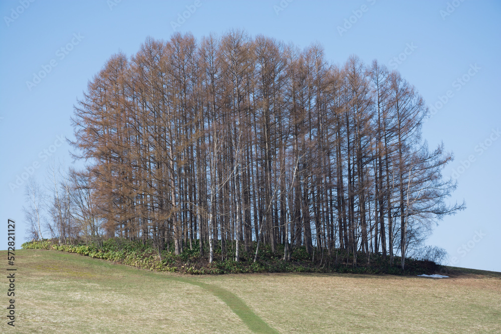 Obraz premium 春の晴れた日の丘の上のカラマツ林 