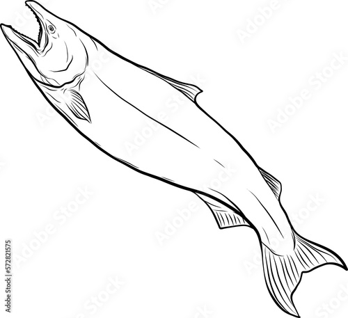 Salmon art highly detailed in line art style.Fish png by hand drawing.