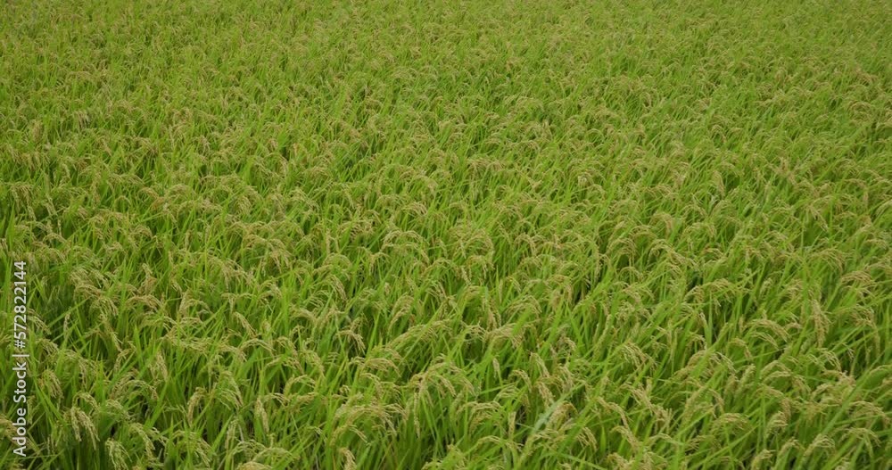 Taichung Waipu paddy rice field Taichung Waipu paddy rice field