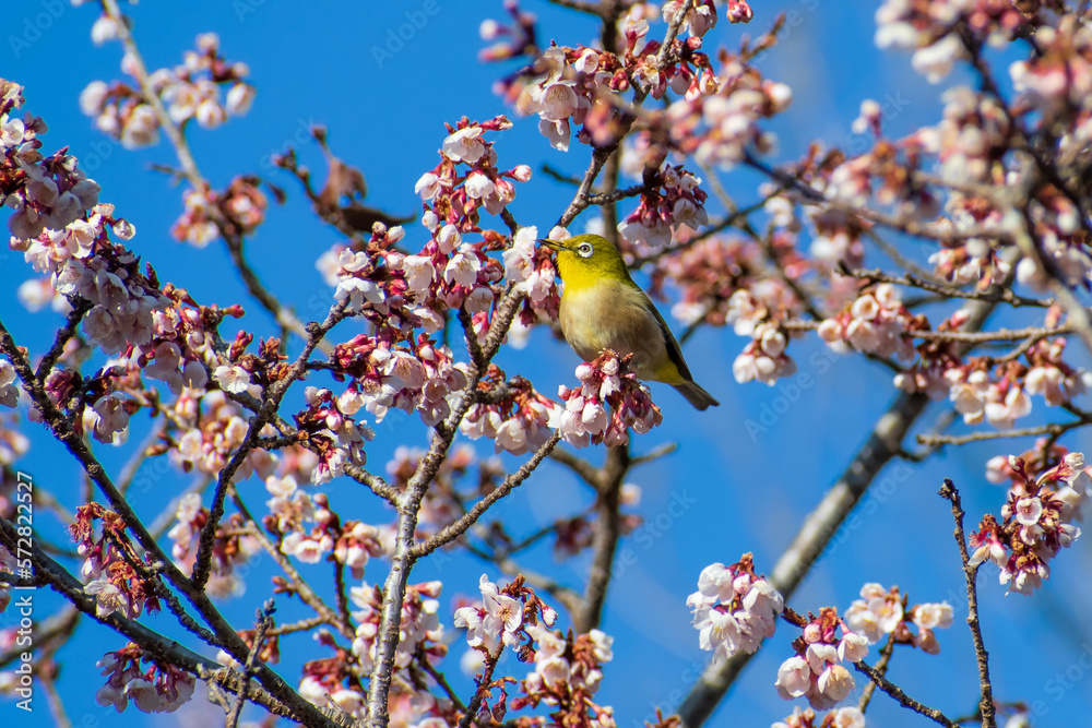 早咲きの河津桜にやってきたメジロ 早咲きの河津桜にやってきたメジロ