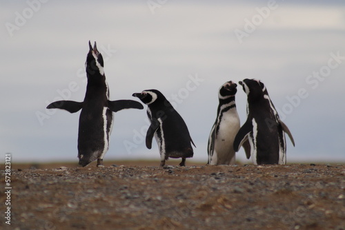 Magellanic penguins in Patagonia  Chile  South America