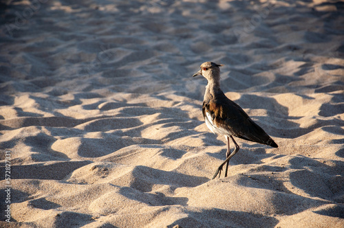An adult tero on the sand of the beach photo