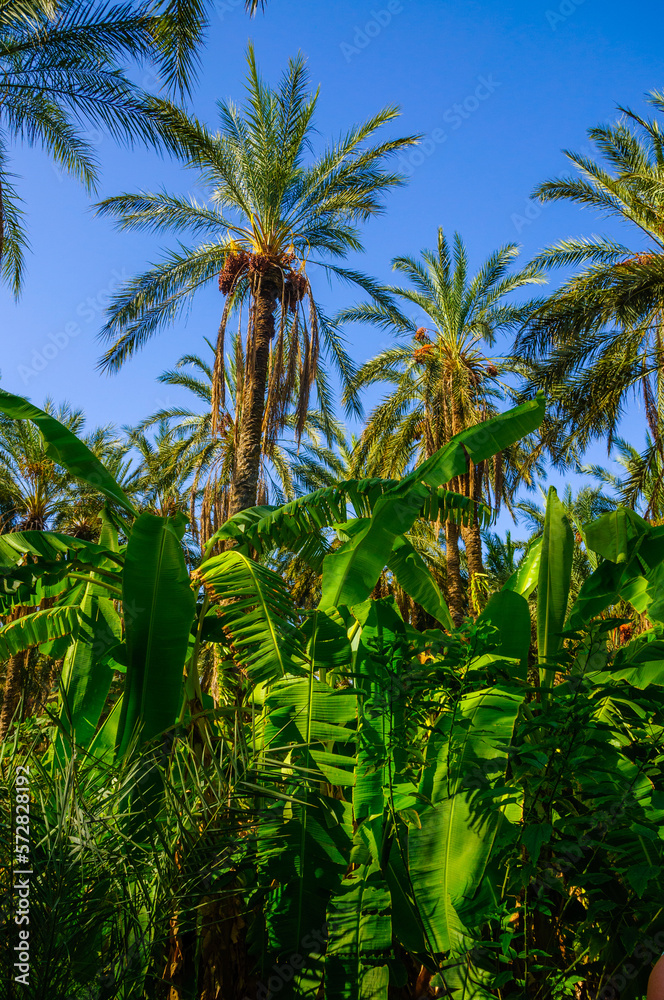 Date and banana Palms in jungles in Tamerza oasis, Sahara Desert, Tunisia, Africa, HDR Date and banana Palms in jungles in Tamerza oasis, Sahara Desert, Tunisia, Africa, HDR