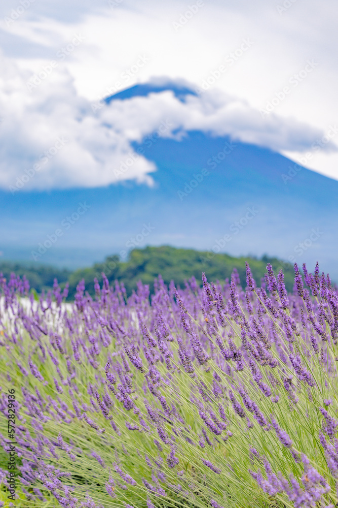 Naklejka premium 富士山とラベンダー