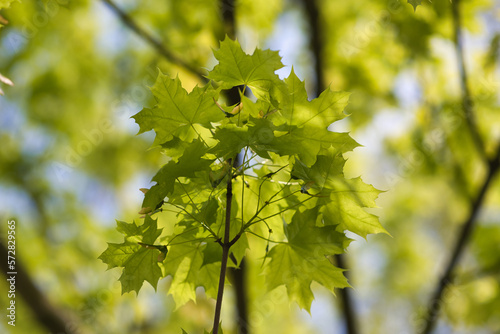 Green fresh maple leaves in macro
