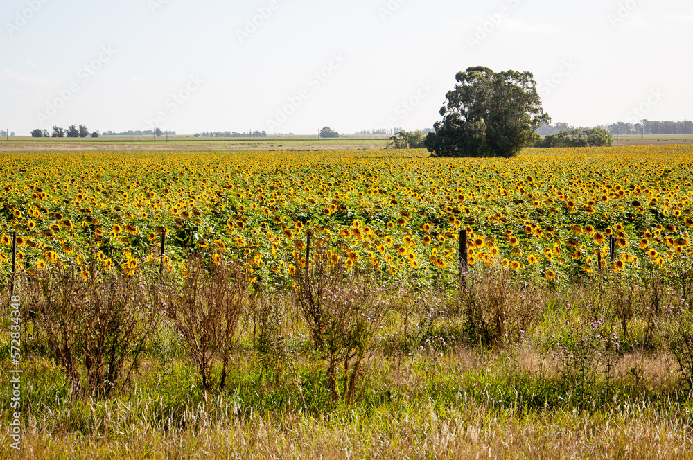 Plantation of sunflowers, helianthus annuus, in a field in Argentina