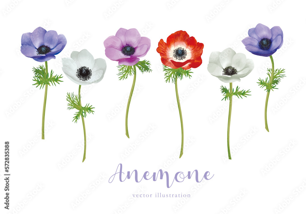 水彩画 アネモネ 赤紫 Photography Poster 水彩で描いたアネモネの花のイラスト | Wall Art
