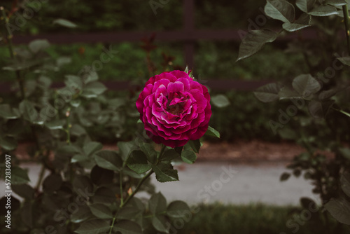 pink rose in a garden