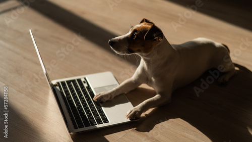 Jack Russell Terrier dog sitting at a laptop on a wooden floor.  © Михаил Решетников