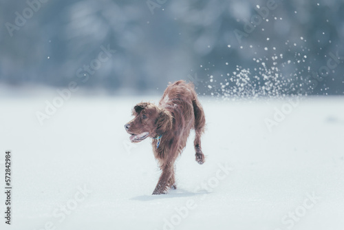 dog in the snow photo