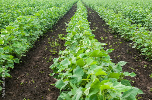 Row of growing Cotton field in India. A crop in a fertile soil from an Indian agriculture sector.