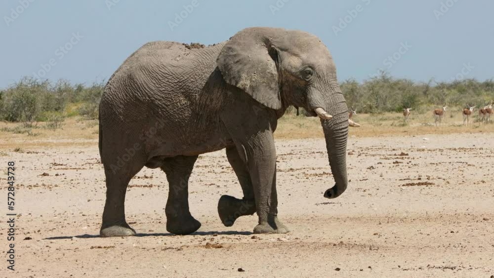 A large African bull elephant (Loxodonta africana) walking in natural habitat, Etosha National Park, Namibia
