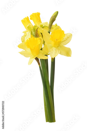 Yellow daffodils in bouquet isolated on white