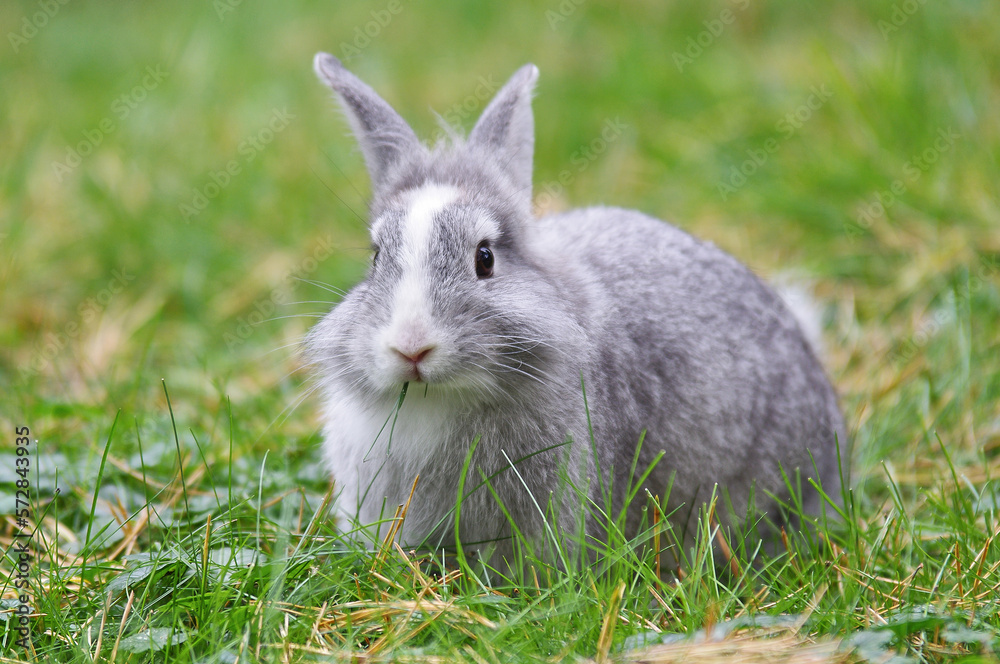 Fototapeta premium A gray rabbit is sitting on green grass. Close up.