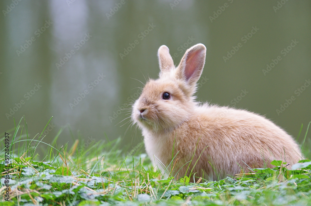 A light brown rabbit sits on green grass. From the right side. A light brown rabbit sits on green grass. From the right side.