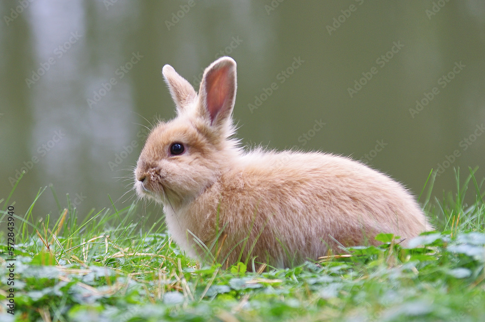 Fototapeta premium A light brown rabbit sits on green grass. Close up.