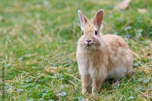 A light brown rabbit sits on green grass. Located on the right.