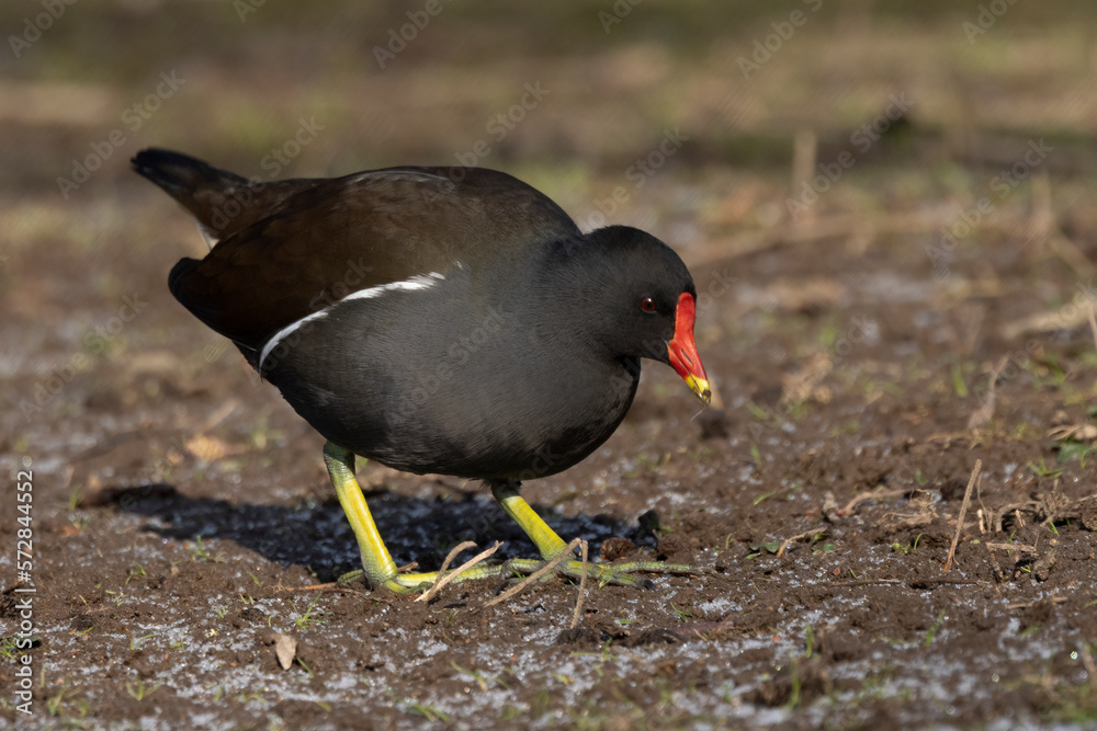 Teichhuhn (Gallinula chloropus) Teichhuhn (Gallinula chloropus)