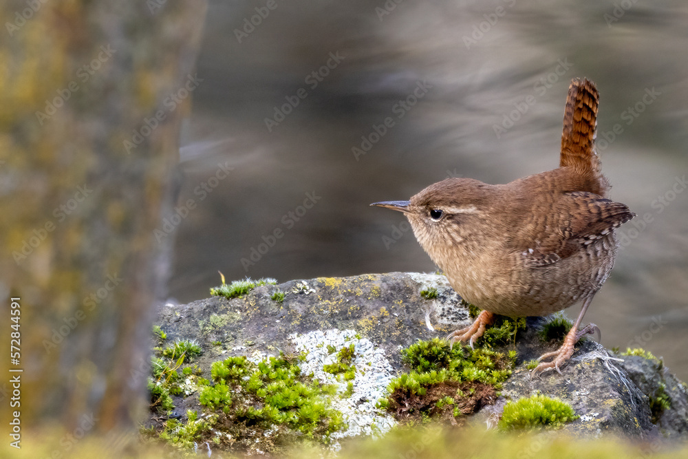 Zaunkönig (Troglodytes troglodytes) Zaunkönig (Troglodytes troglodytes)