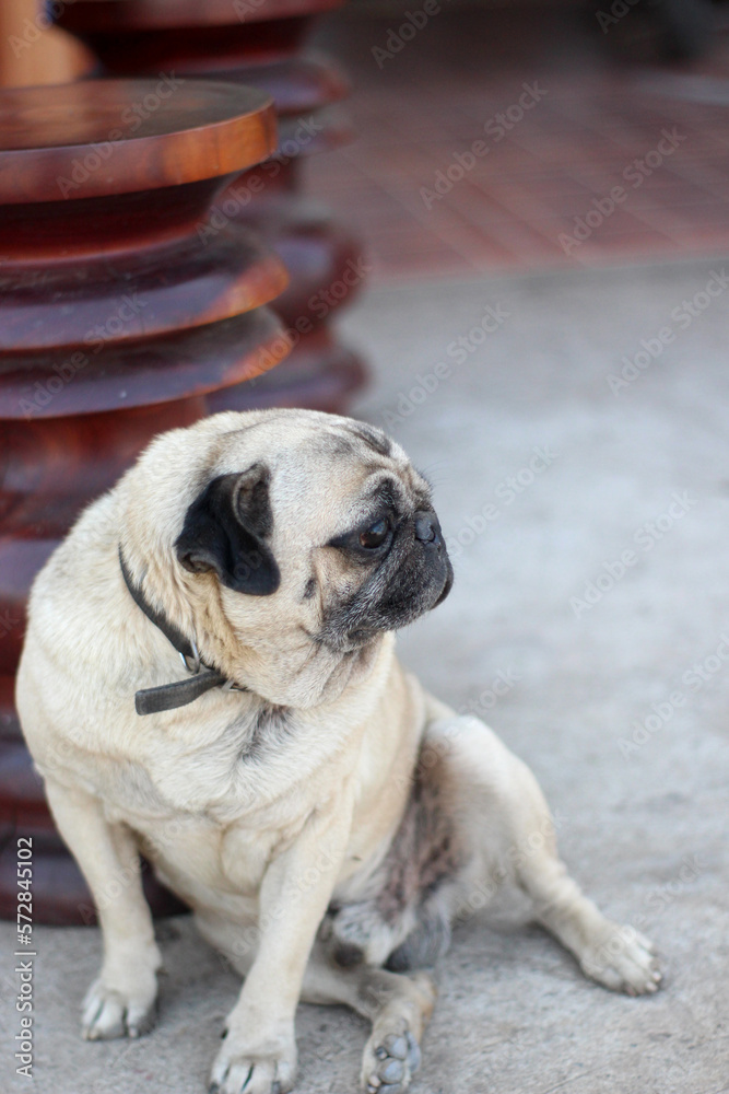 Obraz premium The image of an old dog sitting