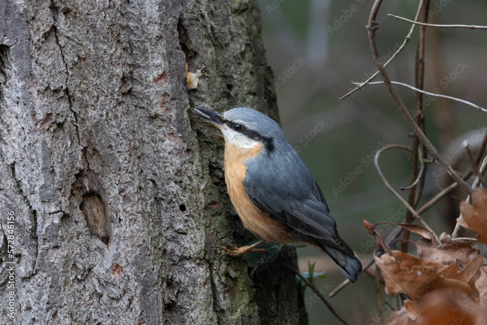 Kleiber (Sitta europaea) Kleiber (Sitta europaea)