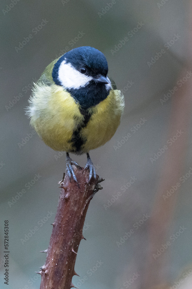 Naklejka premium Kohlmeise (Parus major)