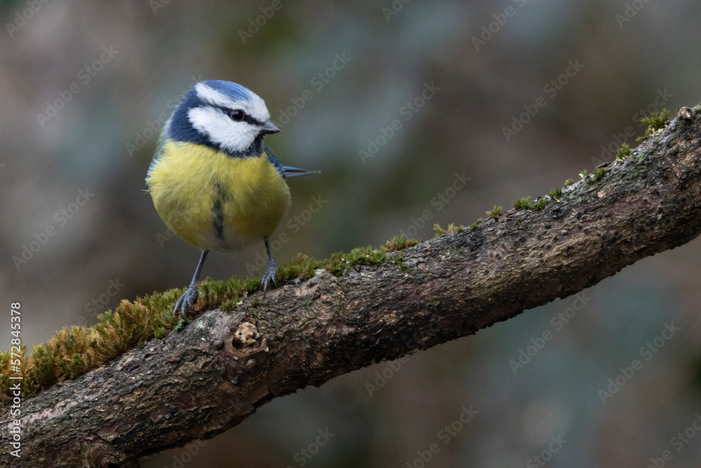 Fototapeta premium Blaumeise&nbsp;(Cyanistes caeruleu)