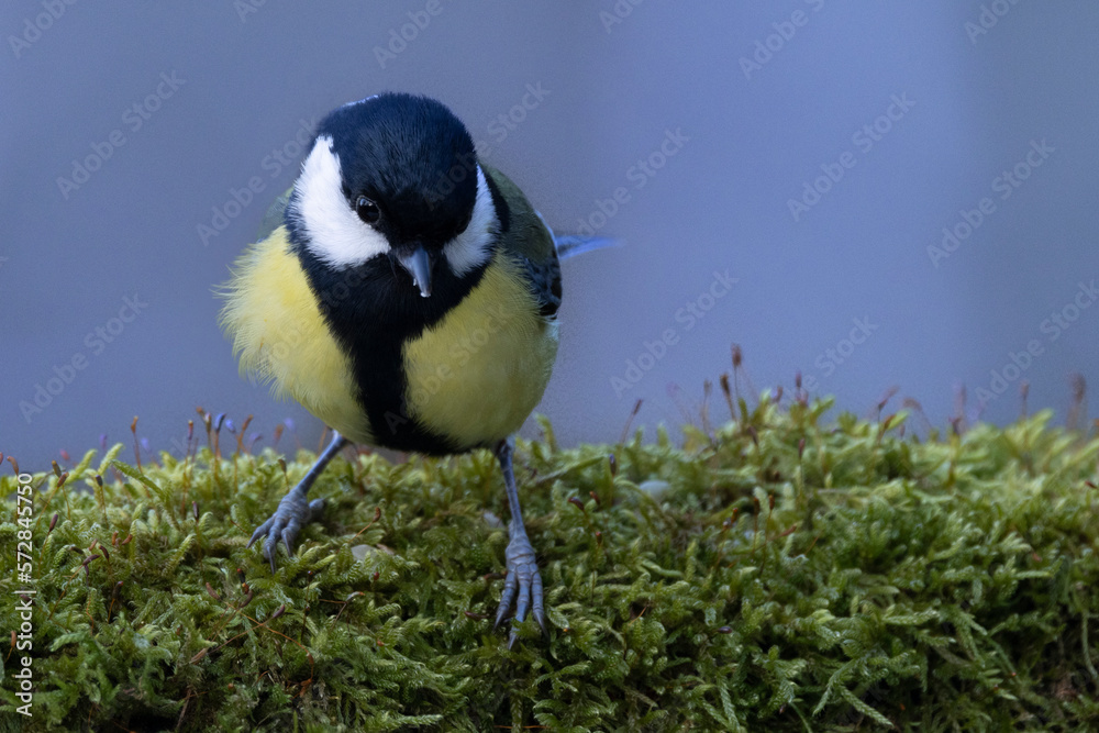 Obraz premium Kohlmeise (Parus major)