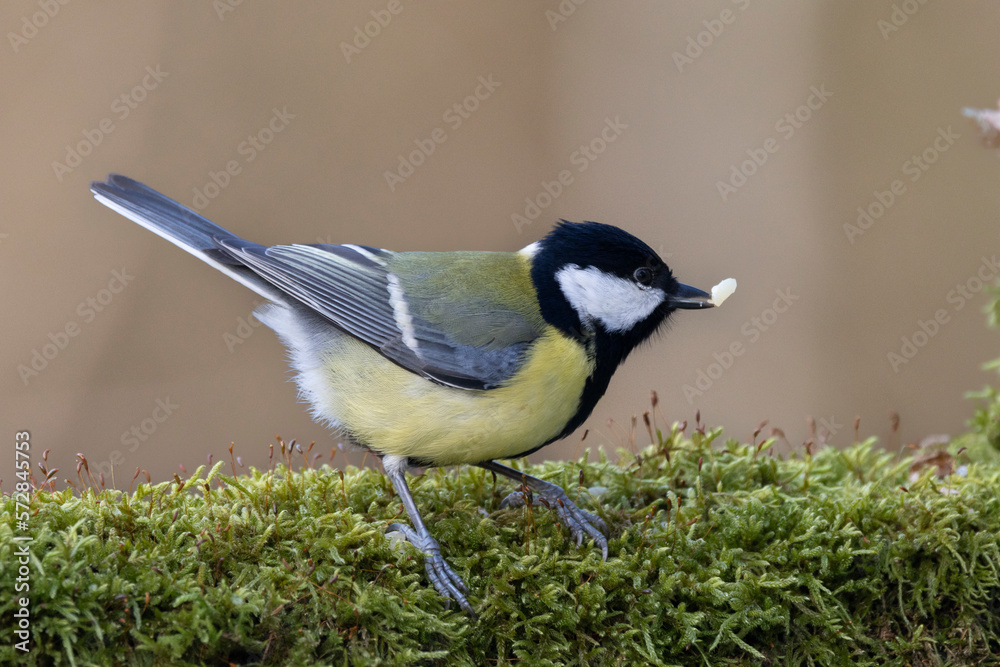 Obraz premium Kohlmeise (Parus major)