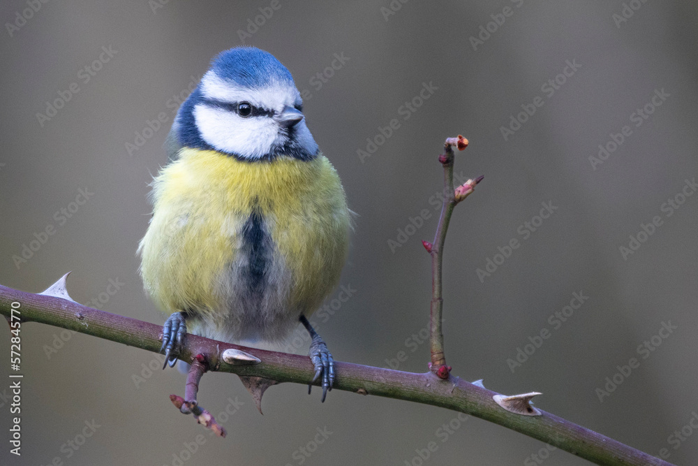 Fototapeta premium Blaumeise&nbsp;(Cyanistes caeruleu)