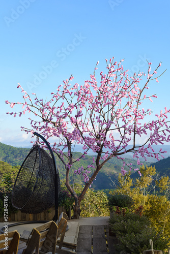 Growing sakura tree growing in Vietnam against the blue skyasia, background, beginnings, bloom, blooming, blossom, blossoming, blue, branch, bunch, cherry, cherry blossom, close up, closeup, copy spac photo
