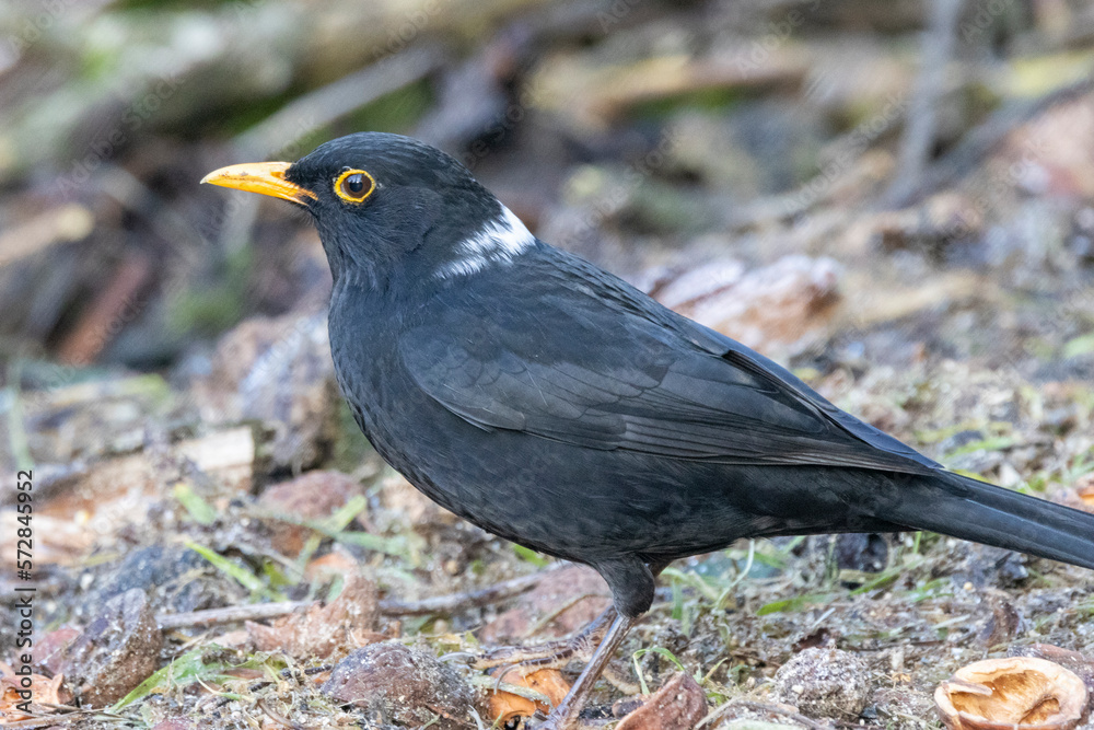 Amsel (Turdus merula) Amsel (Turdus merula)