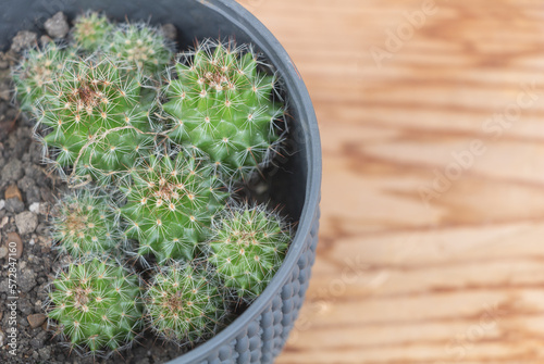 Prickly Pals: Cactus Plants Together in a Pot on a Wooden Surface