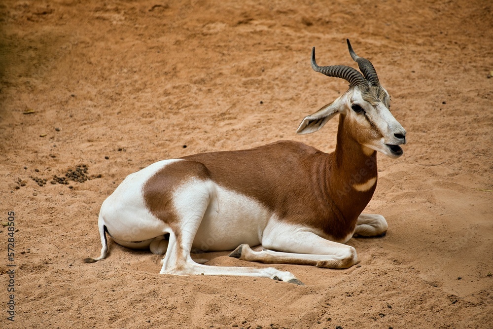 Full body shot of an antelope lying on a sandy ground.