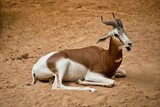 Full body shot of an antelope lying on a sandy ground.