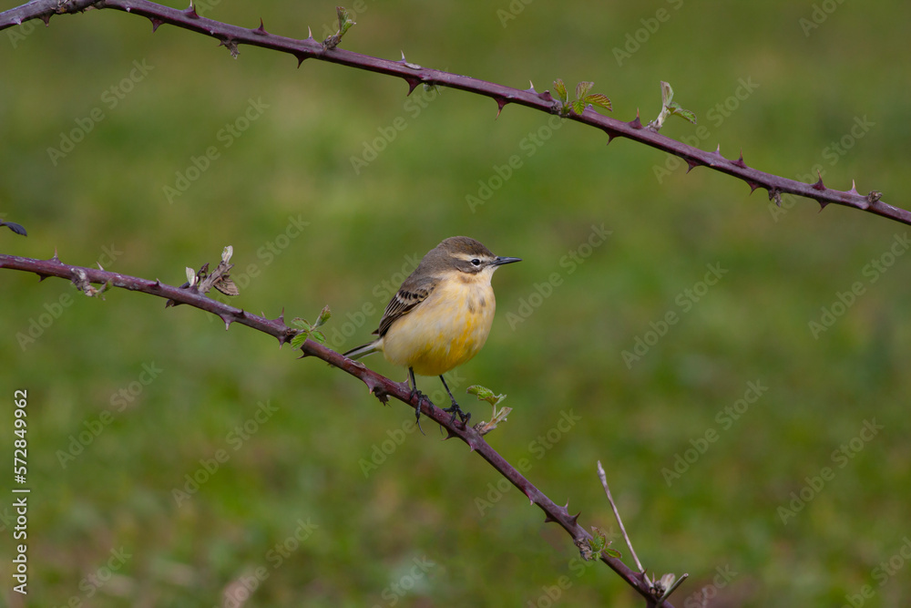 bird looking around in woodland, Western Yellow Wagtail, Motacilla flava bird looking around in woodland, Western Yellow Wagtail, Motacilla flava