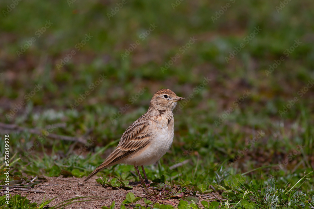 bird on the grass, Greater Short-toed Lark, Calandrella brachydactyla bird on the grass, Greater Short-toed Lark, Calandrella brachydactyla