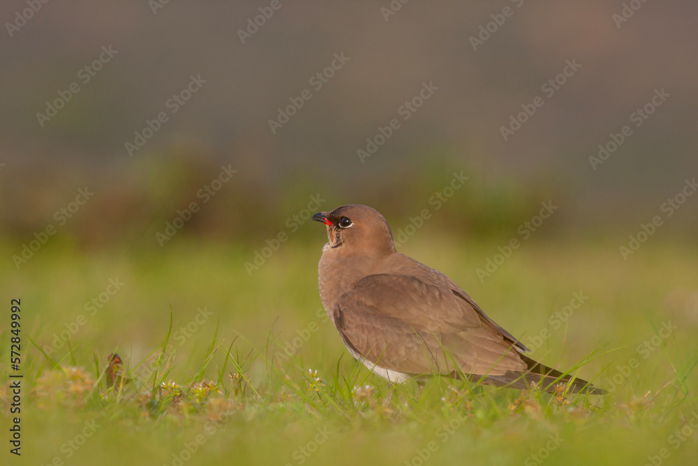bird watching on the grass, Collared Pratincole, Glareola pratincola bird watching on the grass, Collared Pratincole, Glareola pratincola