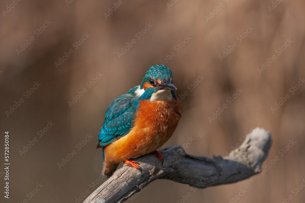 colorful bird spying on its prey on dry branch,Common Kingfisher, Alcedo atthis colorful bird spying on its prey on dry branch,Common Kingfisher, Alcedo atthis
