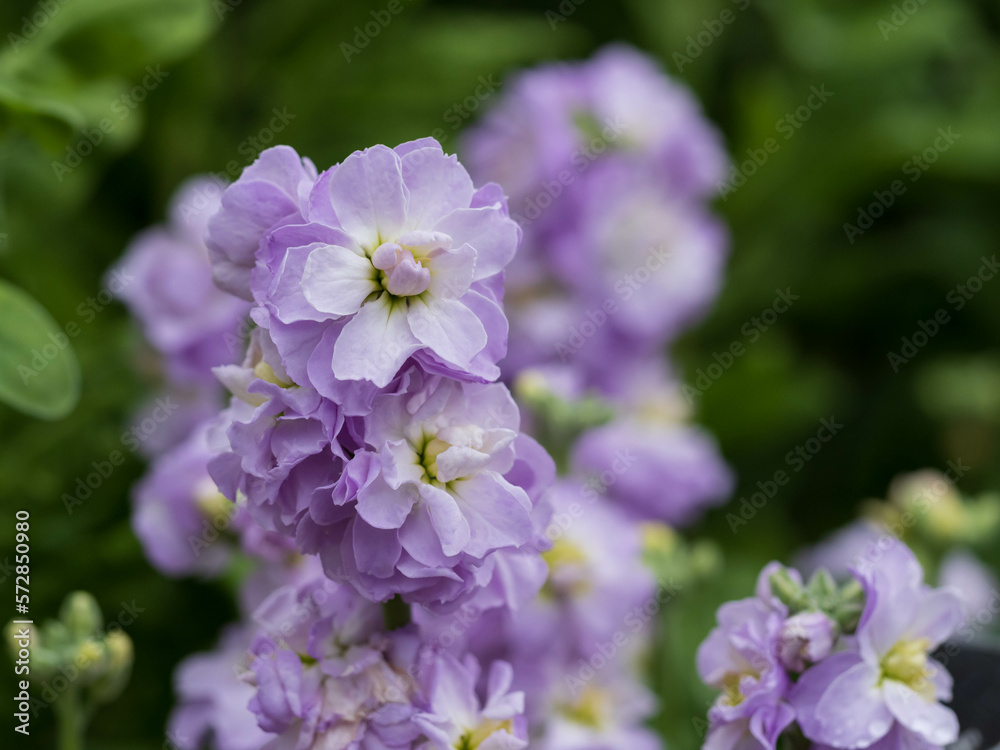 淡紫のストックの花