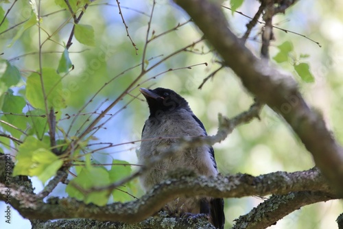 Leinwand Poster Hooded crow fledgling on branch 3