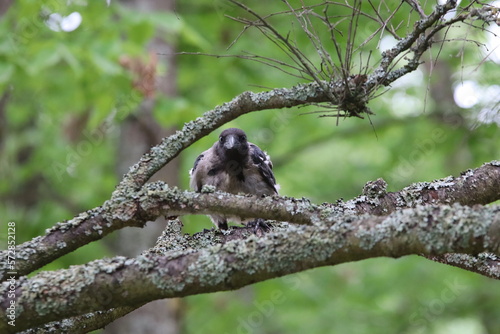 Fototapete Hooded crow fledgling on branch