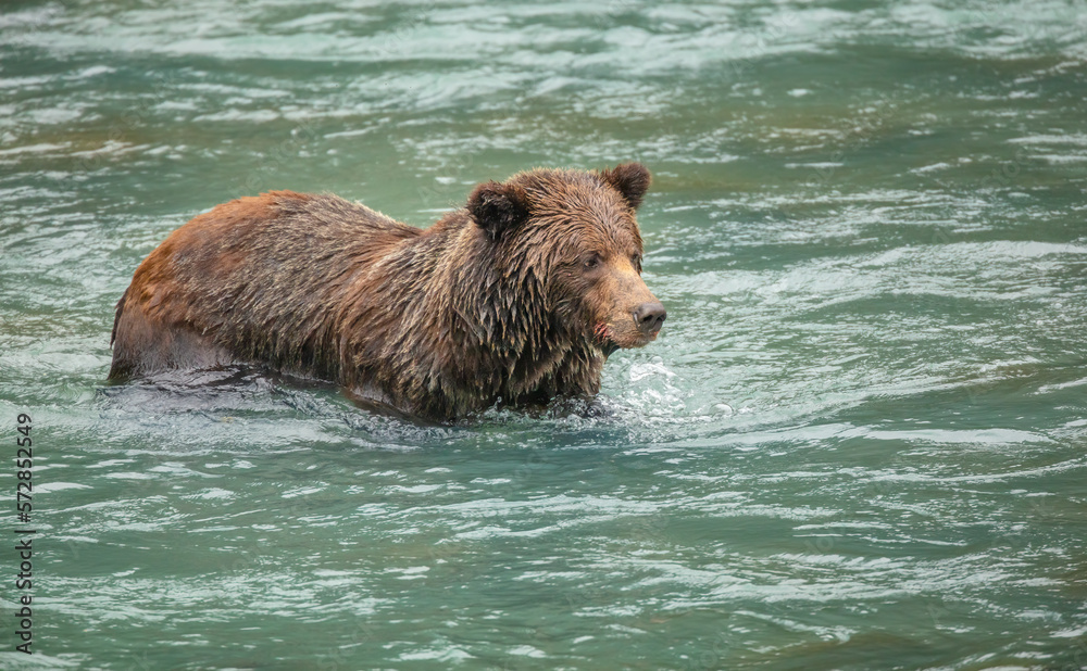 Brown bear (Ursus arctos) hunting for salmon in a river in eastern Alaska Brown bear (Ursus arctos) hunting for salmon in a river in eastern Alaska