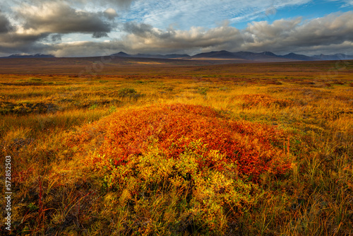 Arctic tundra in autumn colors in the vicinity of Nome, Alaska