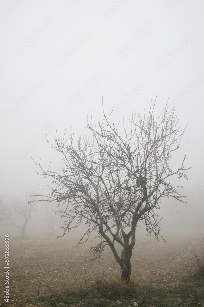 Fruit trees between the fog, Zaragoza province in Spain. Fruit trees between the fog, Zaragoza province in Spain.