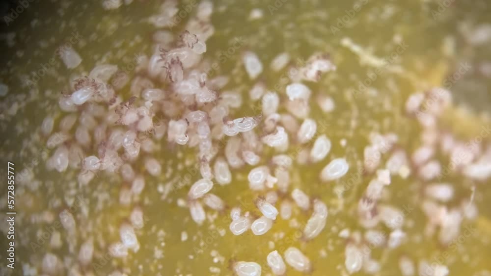 Microscope Cheese Rind Multiple Disgusting Mites On Rind of Aged Cheese - Microscope Stock ビデオ ...